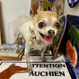 One of the top publications of @pippa.thechihuahua which has 727 likes and 21 comments