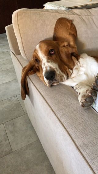 One of the top publications of @melvin_and_winthrop_bassets which has 70 likes and 7 comments
