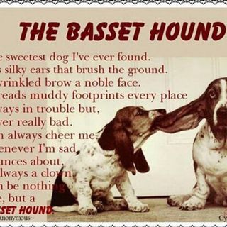 One of the top publications of @melvin_and_winthrop_bassets which has 180 likes and 5 comments