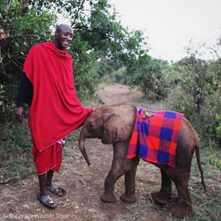 One of the top publications of @sheldricktrust which has 14.3K likes and 225 comments
