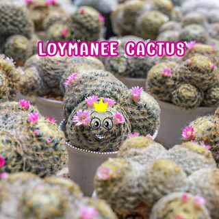One of the top publications of @loymanee_cactus which has 9 likes and 0 comments