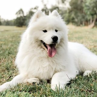One of the top publications of @isla.and.finley.samoyed which has 487 likes and 13 comments
