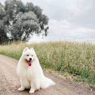 One of the top publications of @isla.and.finley.samoyed which has 345 likes and 5 comments