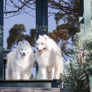 One of the top publications of @isla.and.finley.samoyed which has 278 likes and 9 comments
