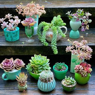 One of the top publications of @thriftysucculents which has 800 likes and 16 comments