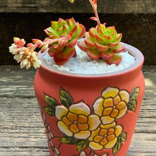 One of the top publications of @thriftysucculents which has 534 likes and 30 comments