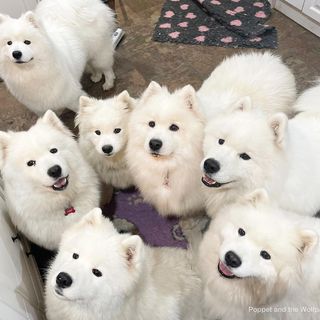 One of the top publications of @miss_poppet_the_samoyed which has 2.6K likes and 24 comments