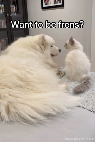 One of the top publications of @miss_poppet_the_samoyed which has 4K likes and 73 comments