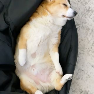 One of the top publications of @meekothecorgi which has 383 likes and 4 comments