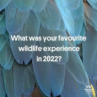 One of the top publications of @wilderness_aus which has 97 likes and 28 comments