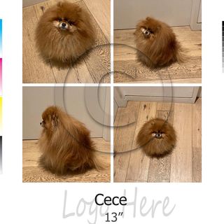 One of the top publications of @cece.pomeranian which has 3.3K likes and 20 comments