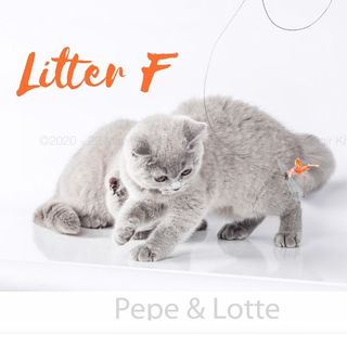 One of the top publications of @pepe.and.lotte which has 97 likes and - comments