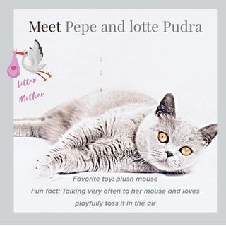 One of the top publications of @pepe.and.lotte which has 103 likes and - comments