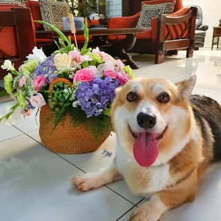 One of the top publications of @padmethecorgi which has 376 likes and 2 comments