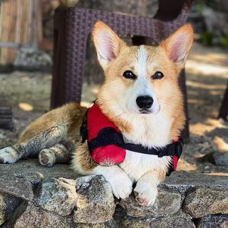 One of the top publications of @padmethecorgi which has 424 likes and 1 comments