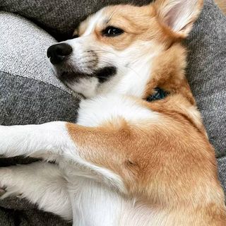 One of the top publications of @padmethecorgi which has 508 likes and 6 comments