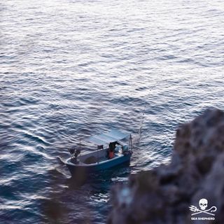 One of the top publications of @sea_shepherd_italia which has 975 likes and 19 comments
