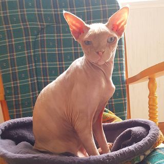 One of the top publications of @henrythesphynx which has 350 likes and 19 comments