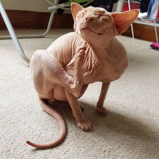 One of the top publications of @henrythesphynx which has 331 likes and 8 comments