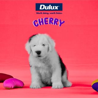 One of the top publications of @duluxaus which has 50 likes and 7 comments