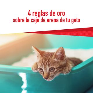 One of the top publications of @royalcanin_es which has 195 likes and 7 comments
