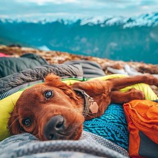 One of the top publications of @hikingwithdogs_ which has 6.4K likes and 59 comments
