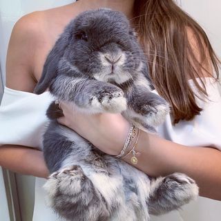 One of the top publications of @mr.teddybunny which has 8.3K likes and 72 comments