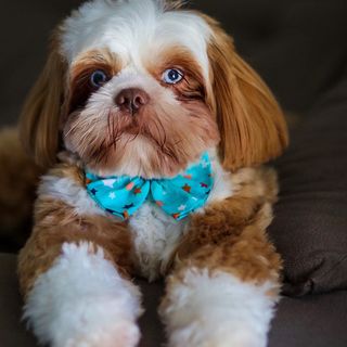 One of the top publications of @atena_shihtzu which has 94 likes and 11 comments