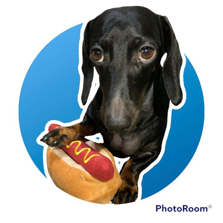 Profile avatar of pajti_the_dachshund